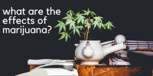 What are the Effects of Marijuana? Can Marijuana be Deadly?